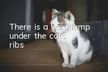 There is a hard lump under the cat's ribs