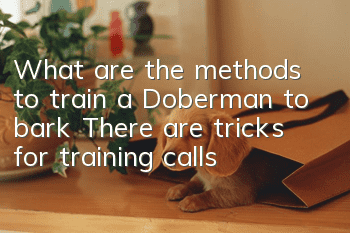 What are the methods to train a Doberman to bark? There are tricks for training calls