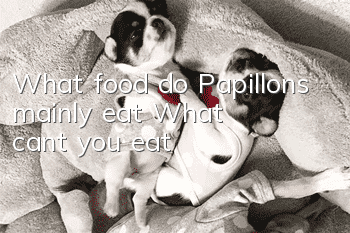 What food do Papillons mainly eat? What can't you eat?