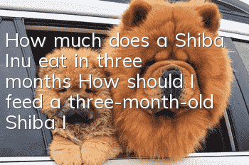 How much does a Shiba Inu eat in three months? How should I feed a three-month-old Shiba Inu?