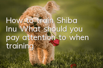 How to train Shiba Inu? What should you pay attention to when training?