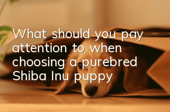 What should you pay attention to when choosing a purebred Shiba Inu puppy?
