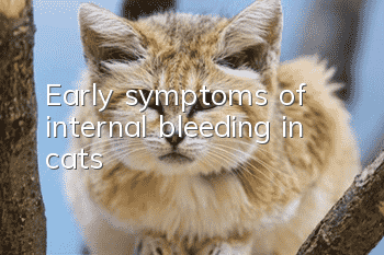 Early symptoms of internal bleeding in cats