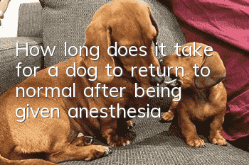 How long does it take for a dog to return to normal after being given anesthesia?