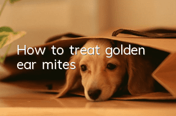 How to treat golden ear mites