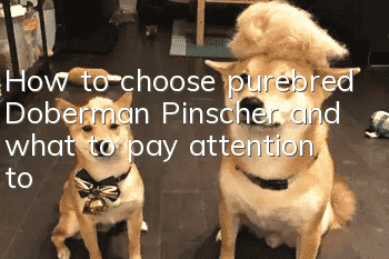 How to choose purebred Doberman Pinscher and what to pay attention to