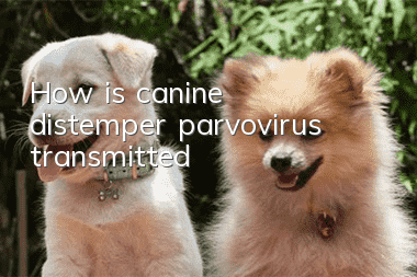 How is canine distemper parvovirus transmitted?