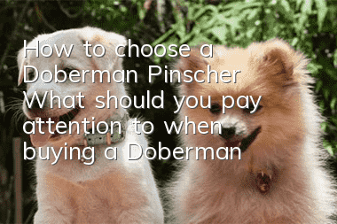 How to choose a Doberman Pinscher? What should you pay attention to when buying a Doberman Pinscher?
