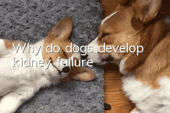 Why do dogs develop kidney failure?