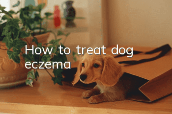 How to treat dog eczema