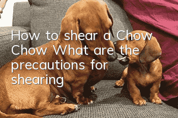 How to shear a Chow Chow? What are the precautions for shearing?