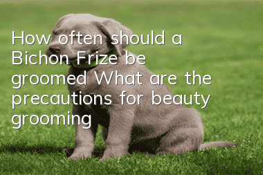 How often should a Bichon Frize be groomed? What are the precautions for beauty grooming?
