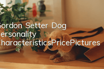 Gordon Setter Dog Personality Characteristics_Price_Pictures