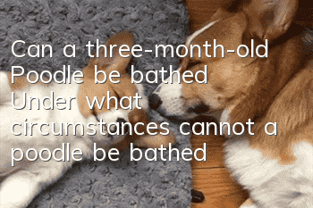 Can a three-month-old Poodle be bathed? Under what circumstances cannot a poodle be bathed?