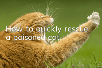 How to quickly rescue a poisoned cat