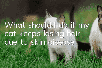 What should I do if my cat keeps losing hair due to skin disease?