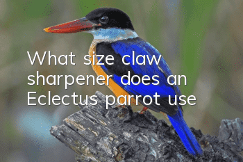 What size claw sharpener does an Eclectus parrot use?