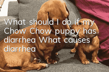 What should I do if my Chow Chow puppy has diarrhea? What causes diarrhea?