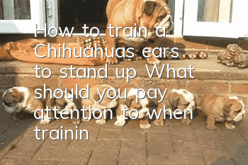 How to train a Chihuahua's ears to stand up? What should you pay attention to when training a Chihuahua?