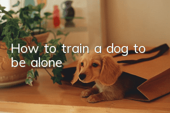 How to train a dog to be alone