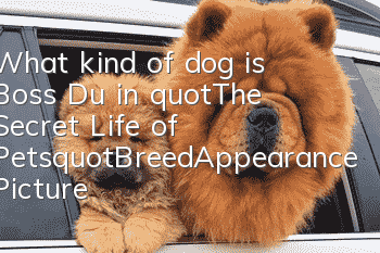 What kind of dog is Boss Du in "The Secret Life of Pets"_Breed_Appearance Picture