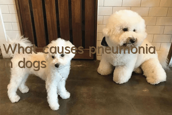 What causes pneumonia in dogs?
