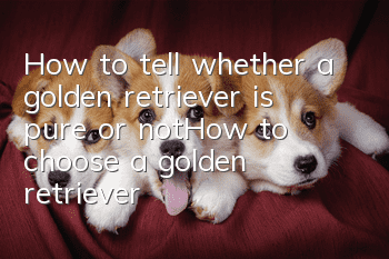 How to tell whether a golden retriever is pure or not_How to choose a golden retriever