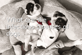 What are the infectious diseases of dogs?