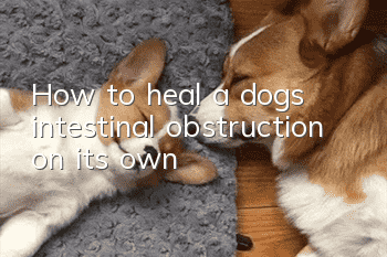 How to heal a dog’s intestinal obstruction on its own