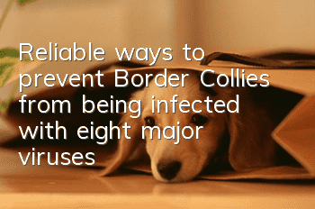 Reliable ways to prevent Border Collies from being infected with eight major viruses