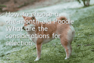 How to choose a one-month-old Poodle? What are the considerations for selection?