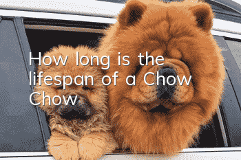 How long is the lifespan of a Chow Chow?
