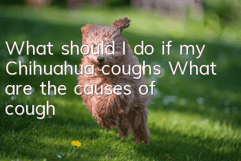 What should I do if my Chihuahua coughs? What are the causes of cough?