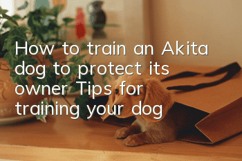 How to train an Akita dog to protect its owner? Tips for training your dog!