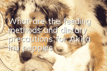 What are the feeding methods and dietary precautions for Akita Inu puppies?