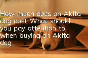 How much does an Akita dog cost? What should you pay attention to when buying an Akita dog?