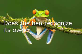Does the hen recognize its owner?