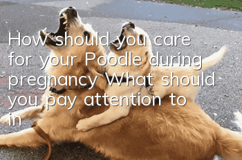 How should you care for your Poodle during pregnancy? What should you pay attention to in your diet during pregnancy?
