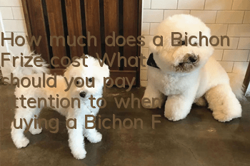 How much does a Bichon Frize cost? What should you pay attention to when buying a Bichon Frize?