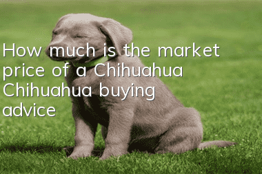 How much is the market price of a Chihuahua? Chihuahua buying advice