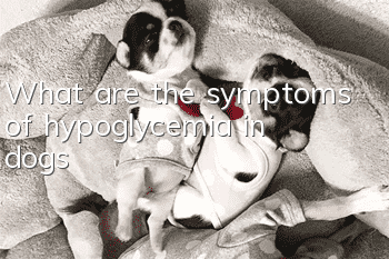 What are the symptoms of hypoglycemia in dogs?