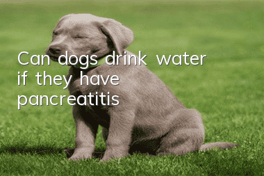 Can dogs drink water if they have pancreatitis?