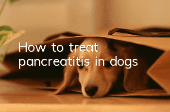 How to treat pancreatitis in dogs