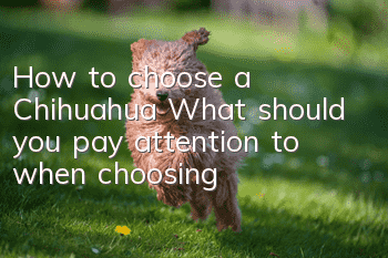 How to choose a Chihuahua? What should you pay attention to when choosing?