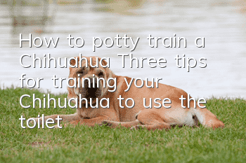 How to potty train a Chihuahua? Three tips for training your Chihuahua to use the toilet