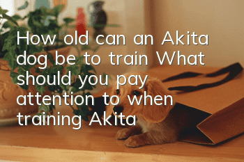 How old can an Akita dog be to train? What should you pay attention to when training Akita dogs?