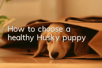 How to choose a healthy Husky puppy?