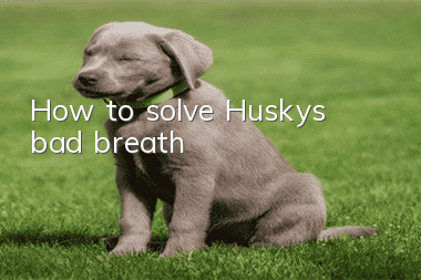 How to solve Husky’s bad breath