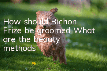 How should Bichon Frize be groomed? What are the beauty methods?