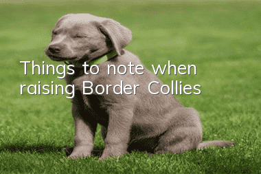 Things to note when raising Border Collies